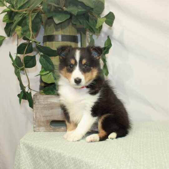 Sheltie DOG Male Black White / Tan 3131 Petland Pensacola, Florida