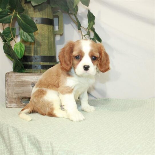 Cavalier King Charles Spaniel DOG Male Blenheim / White 3165 Petland Pensacola, Florida