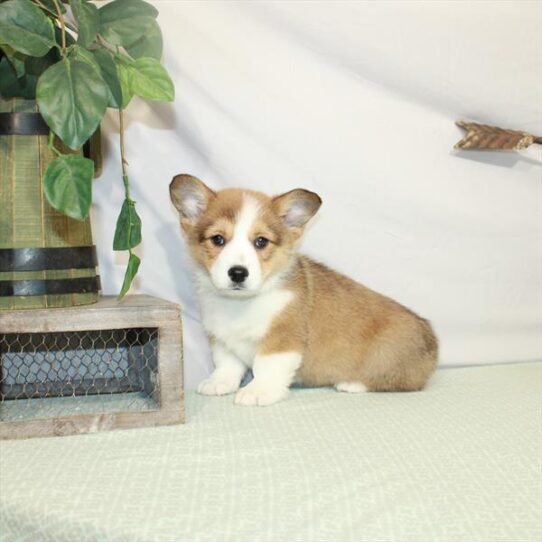 Pembroke Welsh Corgi DOG Male Red / White 3166 Petland Pensacola, Florida