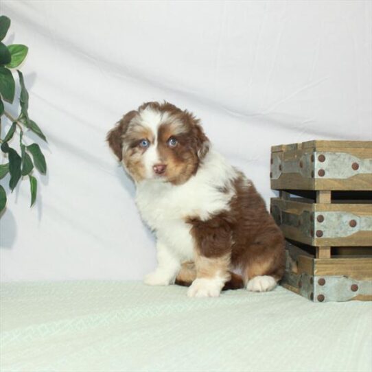 Australian Shepherd DOG Male Chocolate Merle 3167 Petland Pensacola, Florida