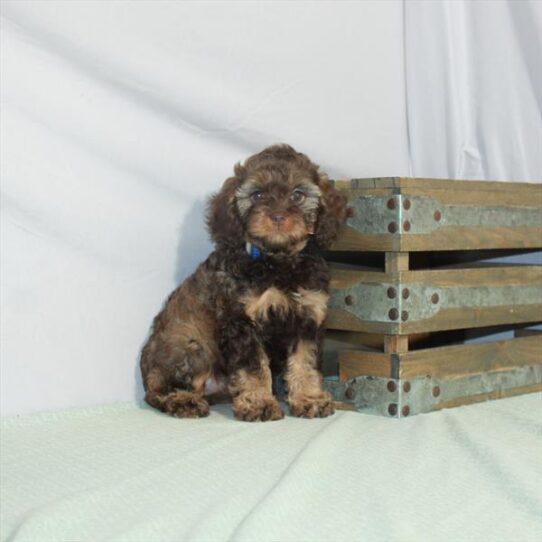 Cockapoo DOG Female Chocolate Roan 3169 Petland Pensacola, Florida