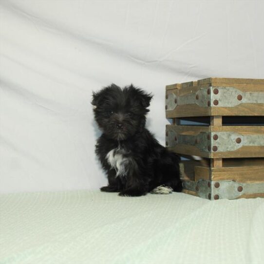 Morkie DOG Male Black 3170 Petland Pensacola, Florida