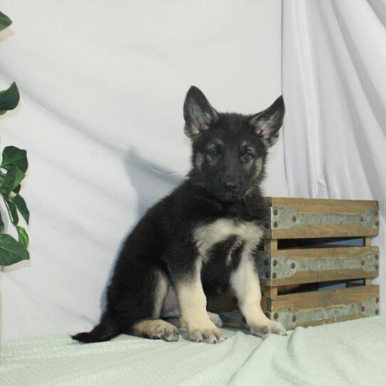 German Shepherd DOG Male Black / Tan 3171 Petland Pensacola, Florida