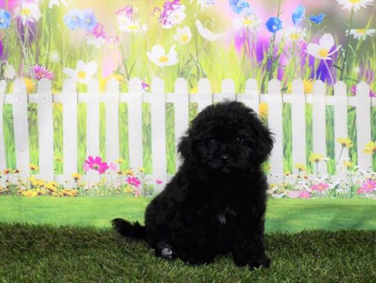 Bichon-Poodle DOG Male Black 3173 Petland Pensacola, Florida