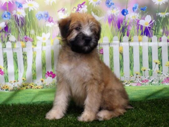 Soft Coated Wheaten Terrier DOG Female Wheaten 3174 Petland Pensacola, Florida