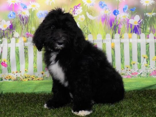 Old English Sheepdog/Poodle-DOG-Male-Black / White-3175-Petland Pensacola, Florida