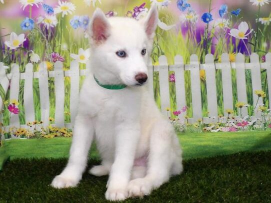 Siberian Husky DOG Male White 3176 Petland Pensacola, Florida