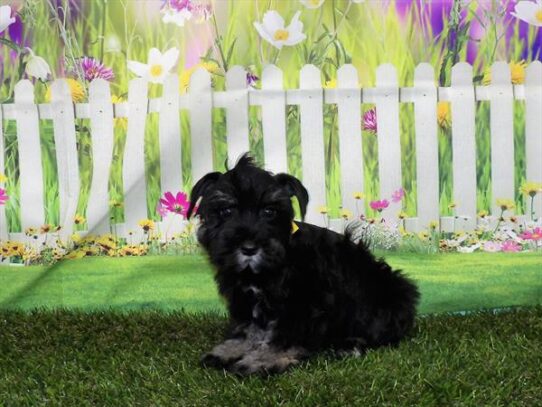 Mini Schnauzer DOG Male Black / Silver 3177 Petland Pensacola, Florida