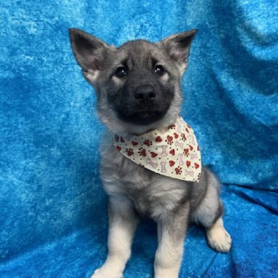 Norwegian Elkhound-DOG-Female-Black/Silver-610-Petland Pensacola, Florida