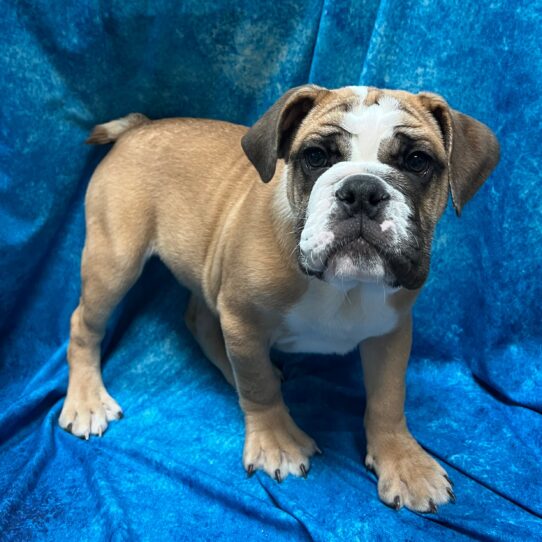 Bulldog DOG Male Fawn 2842 Petland Pensacola, Florida