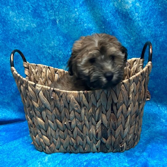 Whoodle DOG Male Wheaten 3140 Petland Pensacola, Florida