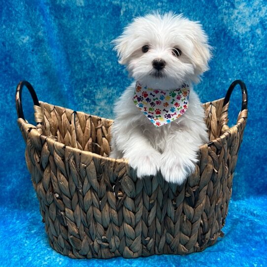 Maltese DOG Male White 3179 Petland Pensacola, Florida