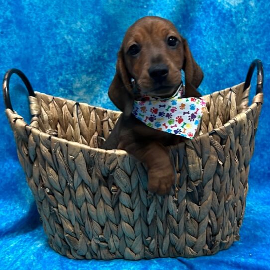 Dachshund DOG Male Brown 3180 Petland Pensacola, Florida