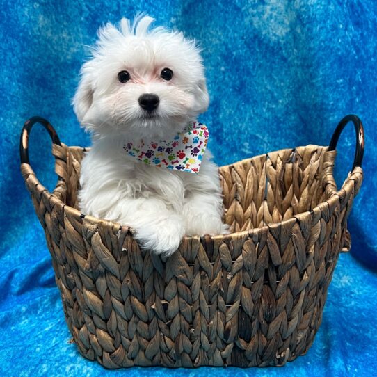 Coton De Tulear DOG Male White 3141 Petland Pensacola, Florida