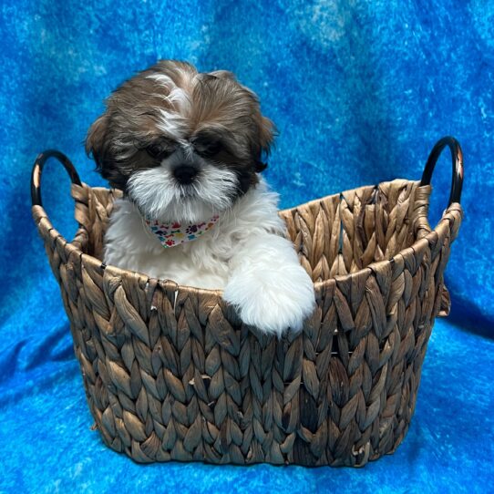 Shih Tzu DOG Male Gold White Parti 3150 Petland Pensacola, Florida