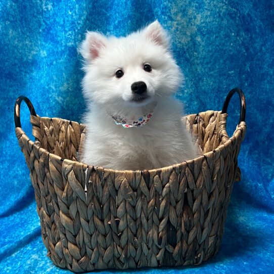 American Eskimo-DOG-Male-White-3151-Petland Pensacola, Florida