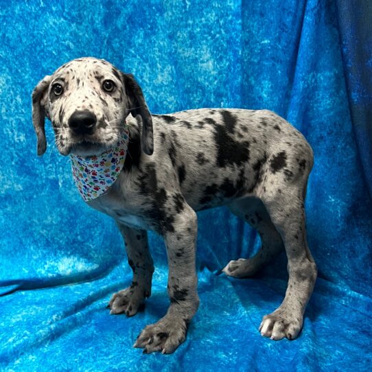 Great Dane DOG Female Merle 3181 Petland Pensacola, Florida