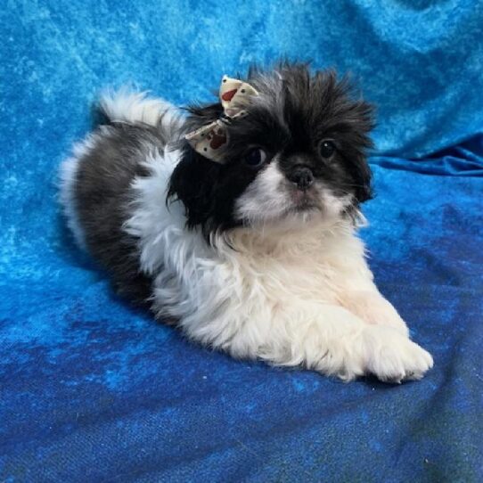 Pekingese DOG Female Black/White 612 Petland Pensacola, Florida