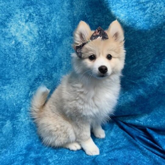 Pomsky DOG Female Red/White 633 Petland Pensacola, Florida