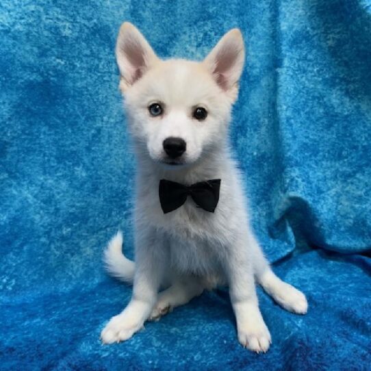 Pomsky DOG Male Cream Sable 632 Petland Pensacola, Florida