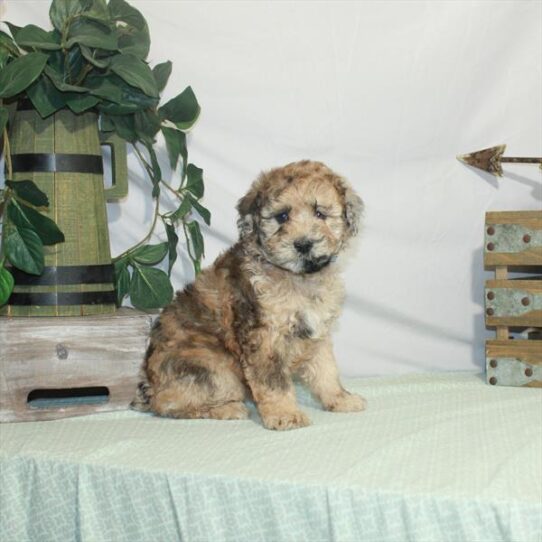 Whoodle-DOG-Female-Red Merle-3209-Petland Pensacola, Florida