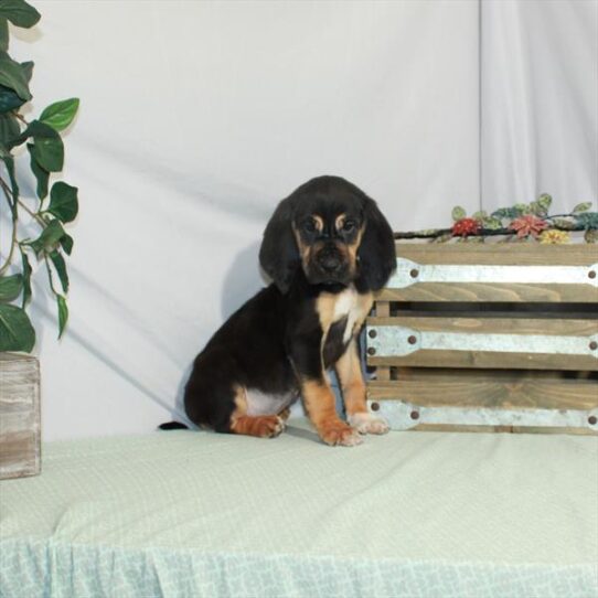 Bloodhound DOG Male Black / Tan 3210 Petland Pensacola, Florida