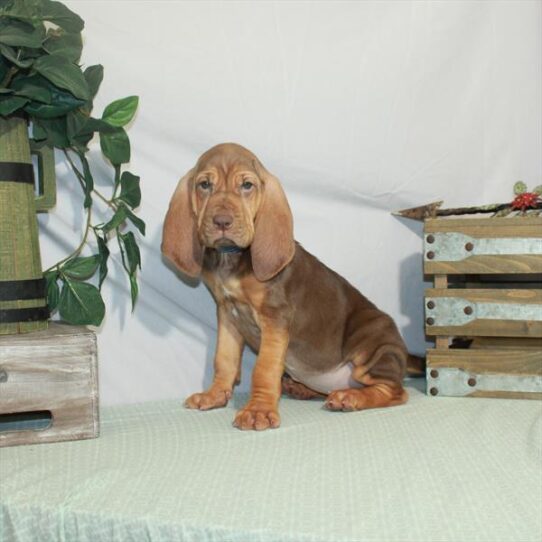 Bloodhound DOG Female Liver 3211 Petland Pensacola, Florida