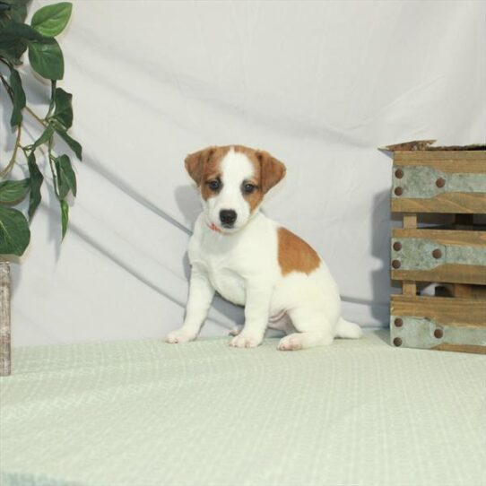 Jack Russell Terrier DOG Male White / Red 3212 Petland Pensacola, Florida