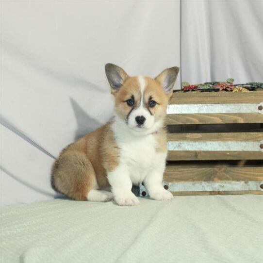 Pembroke Welsh Corgi DOG Female Red 3213 Petland Pensacola, Florida