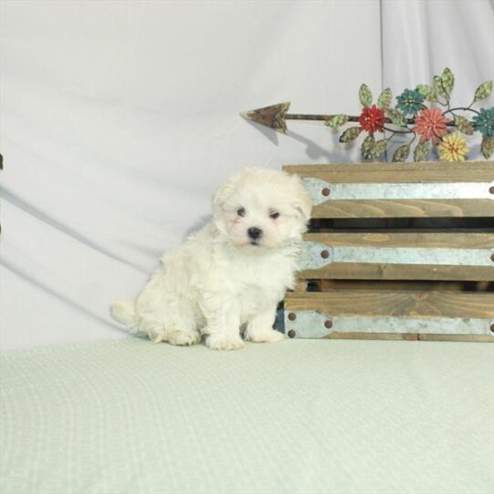 Maltese DOG Male White 3214 Petland Pensacola, Florida