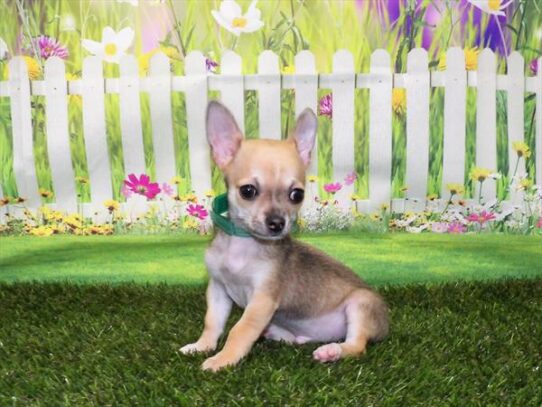 Chihuahua DOG Male Fawn 3215 Petland Pensacola, Florida