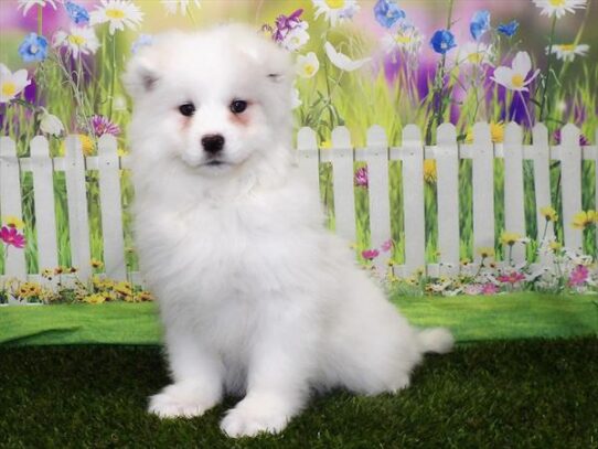 Samoyed-DOG-Female-White-3216-Petland Pensacola, Florida