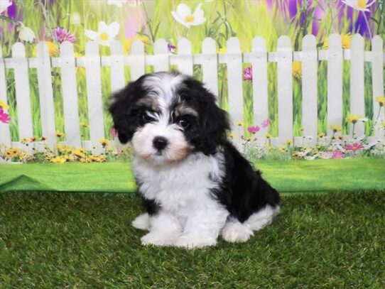 Cavachon DOG Female Black White / Tan 3217 Petland Pensacola, Florida