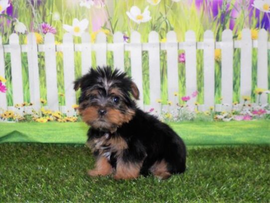 Yorkie DOG Male Black / Tan 3218 Petland Pensacola, Florida