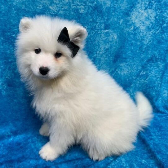 Samoyed-DOG-Female-White-611-Petland Pensacola, Florida