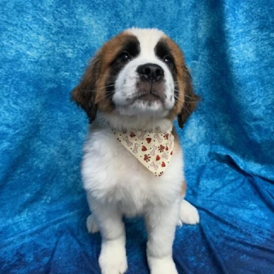 Saint Bernard DOG Male Brown/White 635 Petland Pensacola, Florida