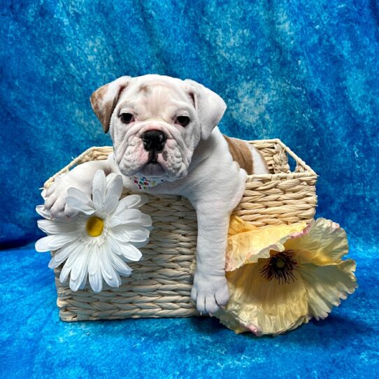 Bulldog-DOG-Male-Fawn/White Markings-3139-Petland Pensacola, Florida