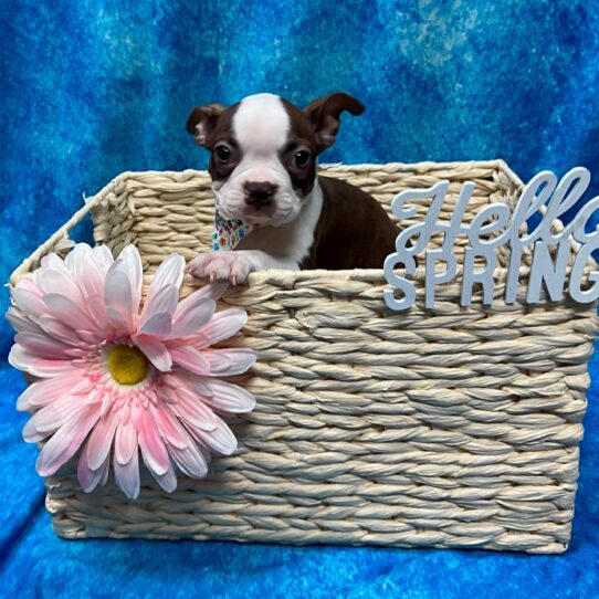 Boston Terrier DOG Female Sable/White 3178 Petland Pensacola, Florida