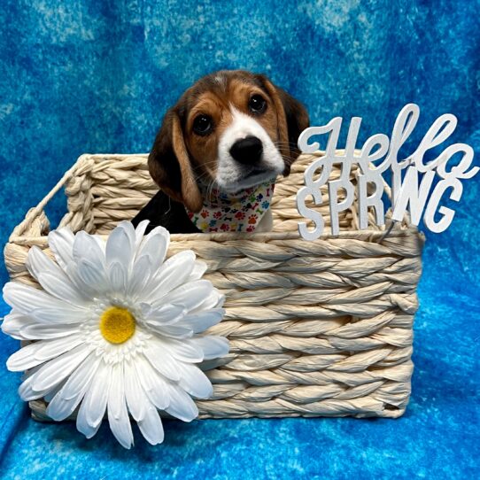 Beagle DOG Male Tri 3237 Petland Pensacola, Florida