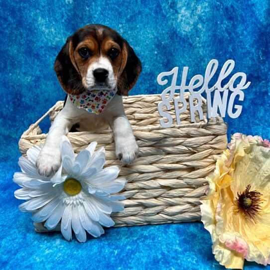 Beagle DOG Female Tri 3238 Petland Pensacola, Florida