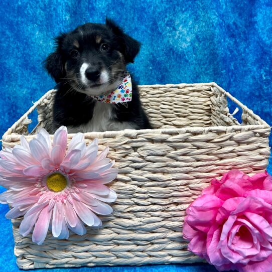 Australian Shepherd DOG Female Black Tri 3240 Petland Pensacola, Florida