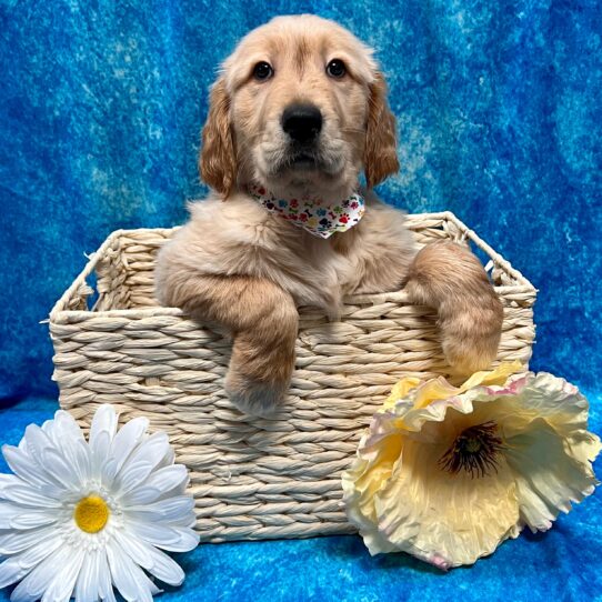 Golden Retriever DOG Male Golden 3241 Petland Pensacola, Florida