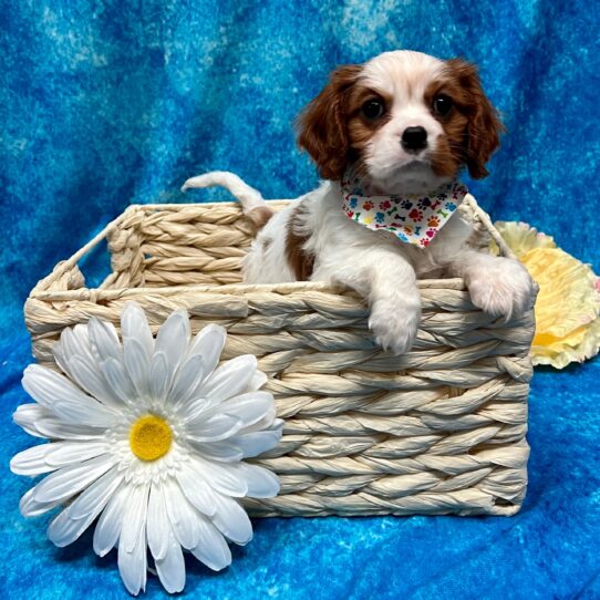 Cavalier King Charles Spaniel DOG Male Blenheim 3249 Petland Pensacola, Florida