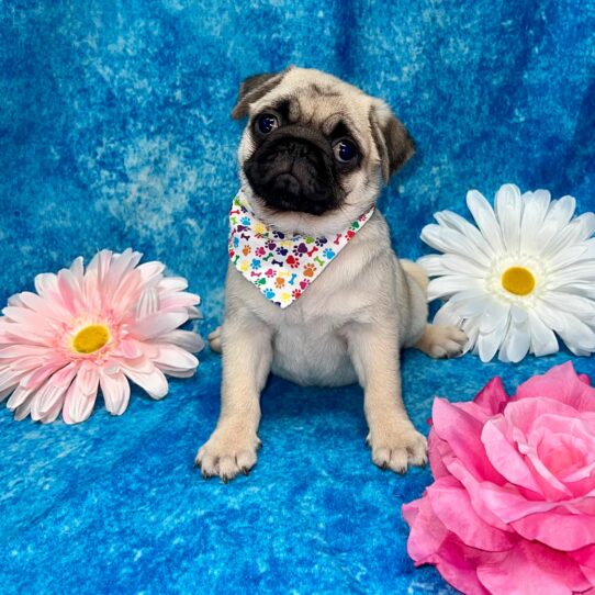 Pug DOG Female Fawn 3251 Petland Pensacola, Florida