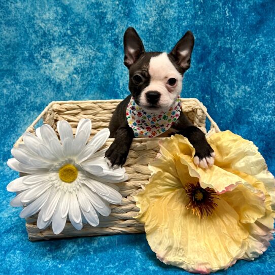 Boston Terrier DOG Male Black/White 3182 Petland Pensacola, Florida