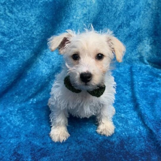 Westipoo-DOG-Male-White-645-Petland Pensacola, Florida