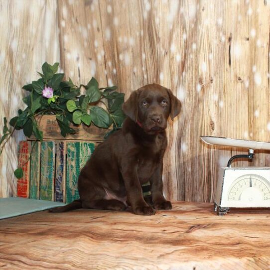 Labrador Retriever DOG Male Chocolate 3315 Petland Pensacola, Florida