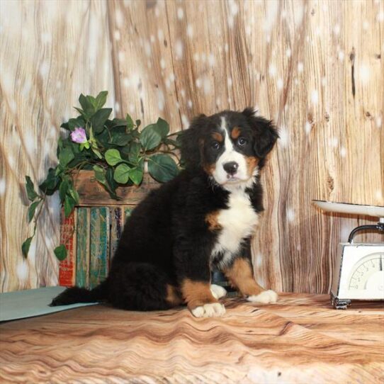 Bernese Mountain Dog DOG Female Black / Tan 3318 Petland Pensacola, Florida