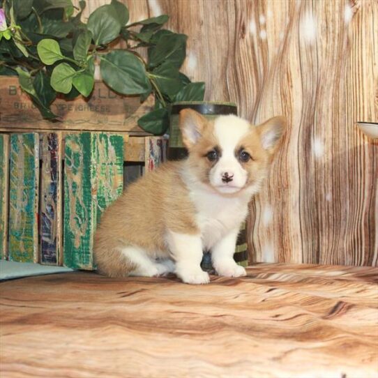 Pembroke Welsh Corgi DOG Female Red / White 3319 Petland Pensacola, Florida