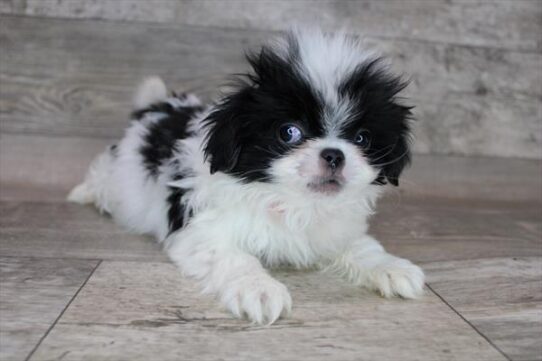 Japanese Chin DOG Male Black / White 3320 Petland Pensacola, Florida